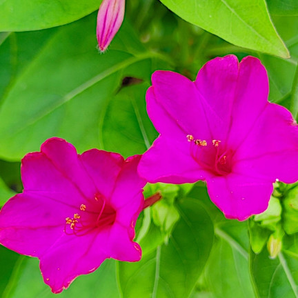 R2093 DZIWACZEK 2G nasiona kwiaty TORAF  kolor wielobarwny rabaty fluorescencyjny