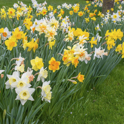 BULB8 NARZISSEN GROSSPACKUNG MIX BLUMENZWIEBELN BLUMENZWIEBELN