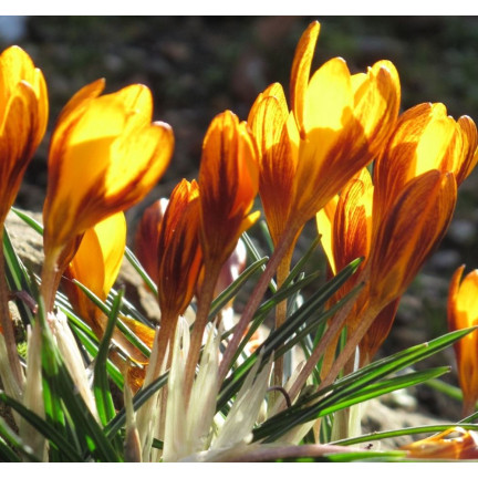 CEB18 KROKUS CEBULKI KROKUSÓW KROKUSY ŻÓŁTE FUSCOTINCTUS CHRYSANTHUS 50SZT