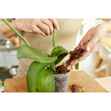 BIO8 NATÜRLICHES ORCHIDEENZUCHTMEDIUM 3L BIOVITA