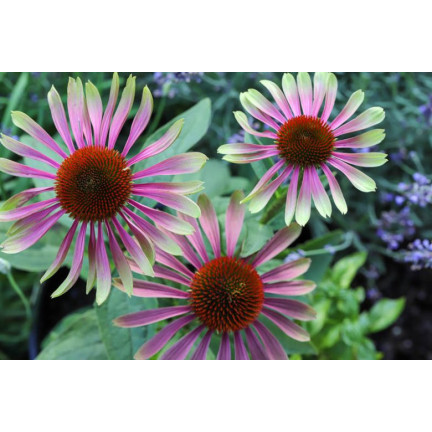 R4287 Green Twister Echinacea – a new addition to the Echinacea family; seeds attract bees and butterflies; 0.3 g