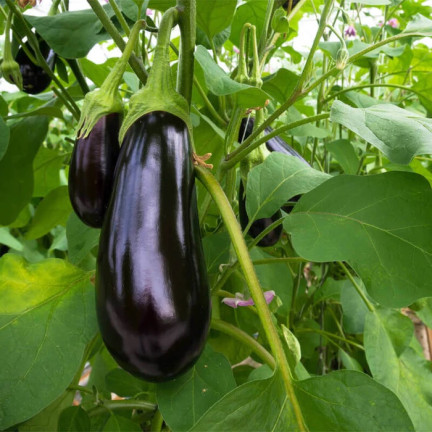 W1003 SEMENA LILKU BLACK BEAUTY PURPLE PEAR OF LOVE 1G