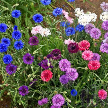 R2068 CHABER BŁAWATEK MIX CHABRY nasiona, kwiaty jadalne MIODODAJNE KOLOROWE