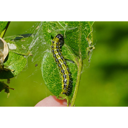 SUM31 Lepinox Plus Insektizid Bekämpft Buchsbaumzünsler-Raupen Sumin 5 g