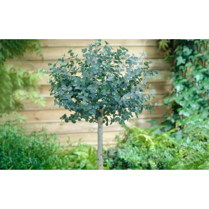 R6083 Toraf 10pcs Eukalyptus richtige Samen Immergrüner Baum Ätherische Öle Sträuße
