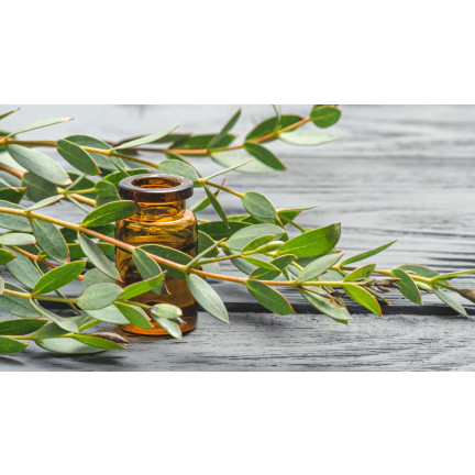R6083 Toraf 10pcs Eukalyptus richtige Samen Immergrüner Baum Ätherische Öle Sträuße