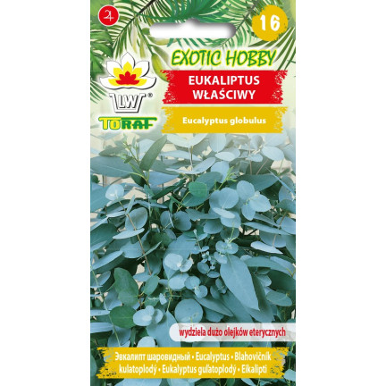 R6083 Toraf 10pcs Eukalyptus richtige Samen Immergrüner Baum Ätherische Öle Sträuße