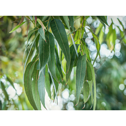 R6083 Toraf 10pcs Eukalyptus richtige Samen Immergrüner Baum Ätherische Öle Sträuße