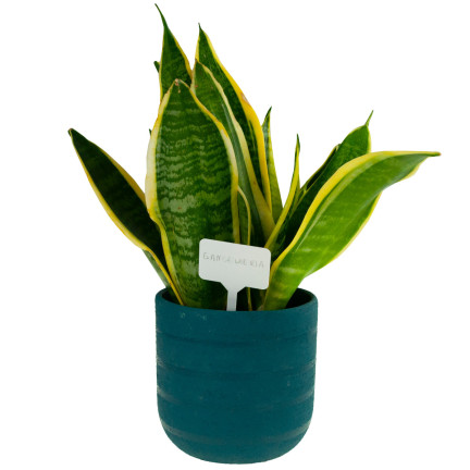 TG67651 PFLANZENKENNZEICHNUNGSETIKETTEN SÄMLINGSANHÄNGER 50STK/KPL