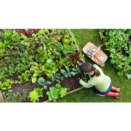 All-purpose organic fertilizer, organic, natural, granules, Biovita 3 kg