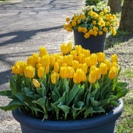 CEB7 TULPE GELB ENGEL BLUME ZWIEBEL 50PCS.
