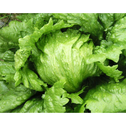W1212 KNACKIGER EISBERGSALAT KÖNIGIN DES SOMMERS FRÜHGEMÜSESALAT SAMEN 1G