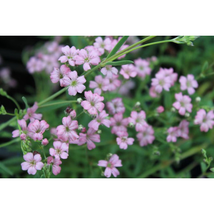 R4591 RAFFINIERT ROSA GYPSOPHILA 1G BLUME SAMEN JÄHRLICH