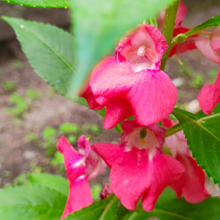 R1132 BALSAMIN KAMELIE ZWERG SAMEN BETT TOPF PASTELL BLUMEN