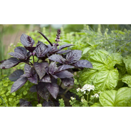 Z3129 AROMATISCHE BAZLIA MISCHUNG VON SORTEN UND FARBEN FÜR DIE ITALIENISCHE KÜCHE 1G