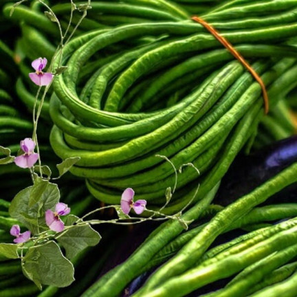 W1060 Chinese stringless green beans, tasty long pods, 5g