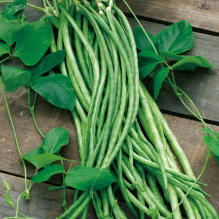 W1060 Chinese stringless green beans, tasty long pods, 5g