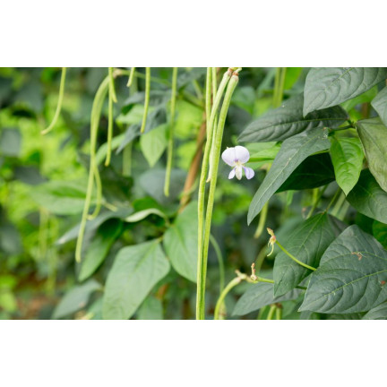 W1060 Chinese stringless green beans, tasty long pods, 5g