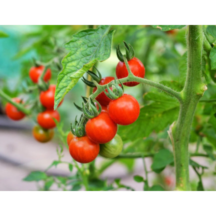Organic fertilizer for tomatoes, BIO granules, natural, Biovita 3 kg