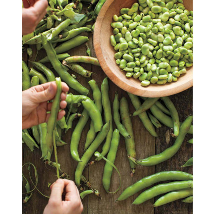 W1006 SEMENA WINDSORSKÝ BÍLÝ BOB STŘEDNĚ RANÝ VELMI PLODNÝ 50G