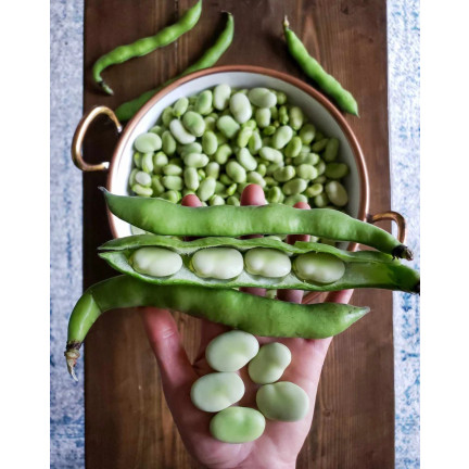 W1006 SEMENA WINDSORSKÝ BÍLÝ BOB STŘEDNĚ RANÝ VELMI PLODNÝ 50G