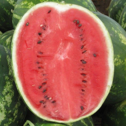 W9893 WATERMELON RED CAVON CRIMSON SWEET WATERMELON SEEDS 1G SWEET JUICY
