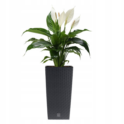 DRTS325-S433 Large Outdoor Rattan Planter, Anthracite, with Insert, Tall