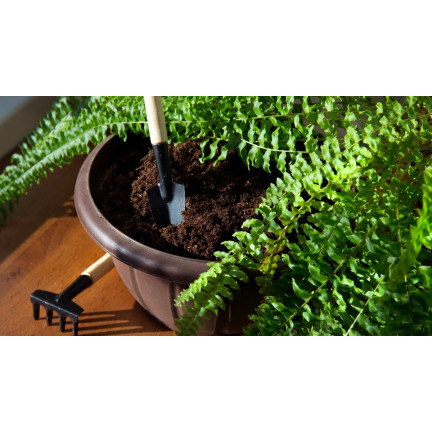 Zemina pro kapradiny, rostlinný substrát obohacený hnojivem, optimální složení, dobré proudění vzduchu, Biovita 5l