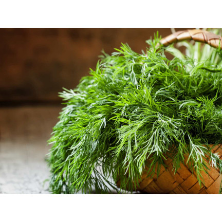 W1093 DILL DILLSAMEN FRÜH ZUM BEIZEN 5G