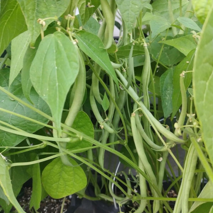 W1046 FAZOLE MUNGO ZELENÉ LUSKY HILDS NECKARKÖNIGIN FAZOLE SEMENA 10G