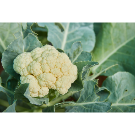 W1070 Blumenkohl BORA SEEDS VERY EARLY VARIETIES widerstandsfähig schmackhaft 1G