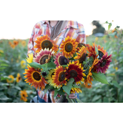R4232 Ornamental Sunflower Mix (multi-stemmed), 2 g seeds, annual honey plant