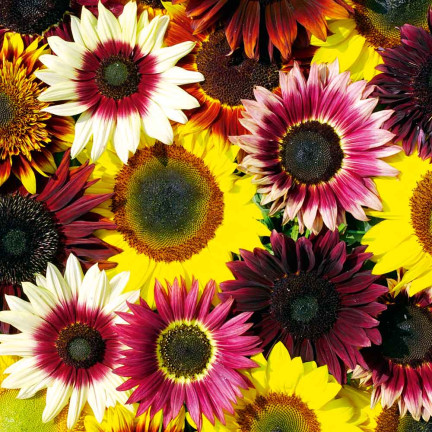 R4232 Ornamental Sunflower Mix (multi-stemmed), 2 g seeds, annual honey plant