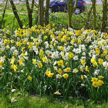BULB8 NARZISSEN GROSSPACKUNG MIX BLUMENZWIEBELN BLUMENZWIEBELN