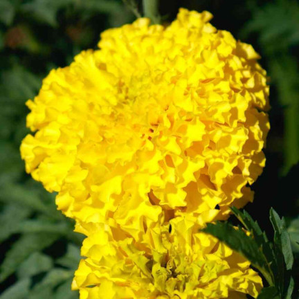Large-flowered Tagetes 'Moonlight', Tagetes flower seeds, edible flowers, 1 g