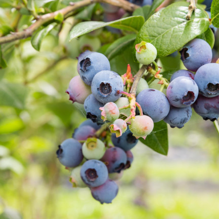 Organic blueberry fertilizer, blueberry granules, organic, natural, Biovita 3 kg
