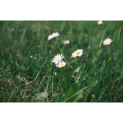 R4638 LUČNÍ SEDMIKRÁSKA BÍLÁ TRÁVNÍKOVÁ SEDMIKRÁSKA KVĚTINOVÁ SEMENA 0,2G