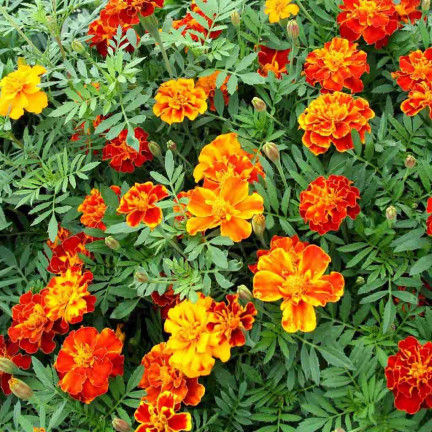 R2002 SAMTBOLERO SAMENARM SAMT HONIG-ORANGE 1G