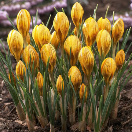 CEB18 KROKUS CEBULKI KROKUSÓW KROKUSY ŻÓŁTE FUSCOTINCTUS CHRYSANTHUS 50SZT