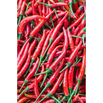 W1137 DE CAYENNE HOT CHILLI PFEFFERSAMEN PIKANT 0,5G