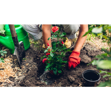 Zemina pro růže, médium pro přesazování květin, specializované, s perlitem, Biovita 20l