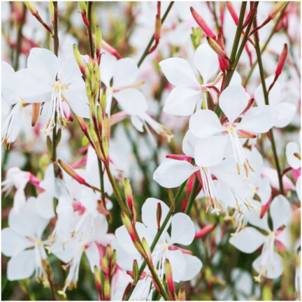 R5505 GAURA BIAŁA NASIONA białe KWIATY DO OGRODU ŁĄKA SKALNIAK mrozoodporne