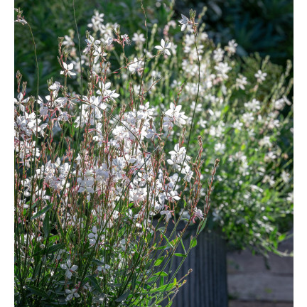 R5505 GAURA BIAŁA NASIONA białe KWIATY DO OGRODU ŁĄKA SKALNIAK mrozoodporne