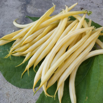 W1047 ZWERGBOHNE GELB BERGGOLD B. FRÜHE BOHNENSAMEN 50G