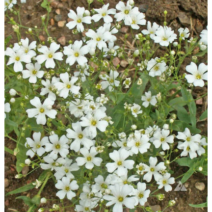 R4584 GYPSOPHILA WEISS 1G GYPSOPHILA SAMEN BLUMEN FÜR BLUMENBEETE STEINGÄRTEN