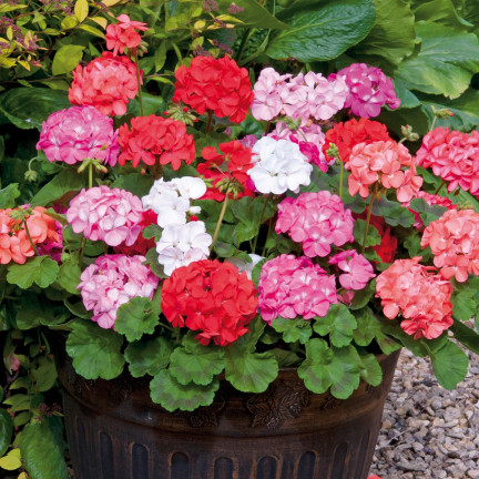 Garden Geranium Mix, Zonal Geranium, Geranium Seed Mix