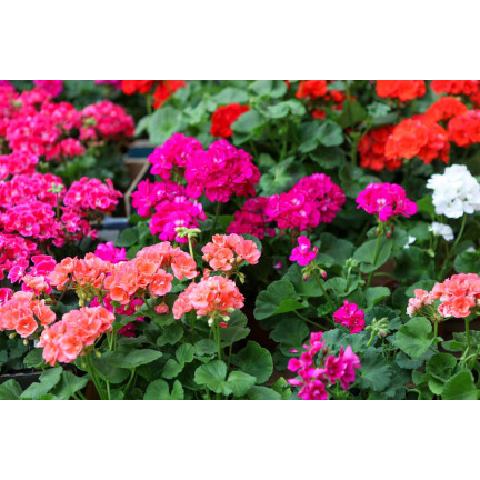 Garden Geranium Mix, Zonal Geranium, Geranium Seed Mix