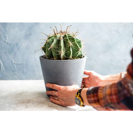 BIO10 ZEMINA PRO KAKTUSY A SUKULENTY ALOE VERA PROPUSTNÁ 5L