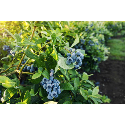 Organic blueberry fertilizer, blueberry granules, organic, natural, Biovita 3 kg