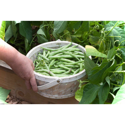 W1046 FAZOLE MUNGO ZELENÉ LUSKY HILDS NECKARKÖNIGIN FAZOLE SEMENA 10G